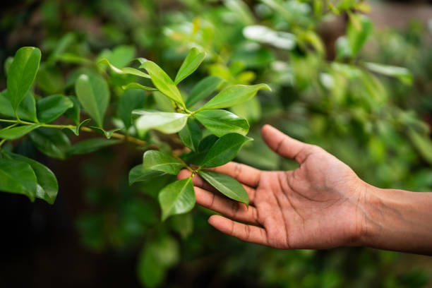 Reliable Okawville, IL Tree Services Solutions
